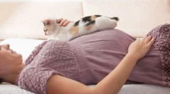 Чому вагітні жінки не можуть зв'язатися з кішками?